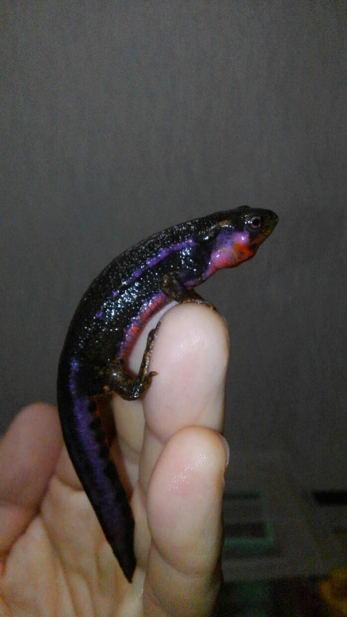 爬虫類、両生類、昆虫等 飼育初心者の相談に乗ります 爬虫類,両生類、昆虫、奇蟲の飼育など、飼育歴30年以上です。 イメージ5
