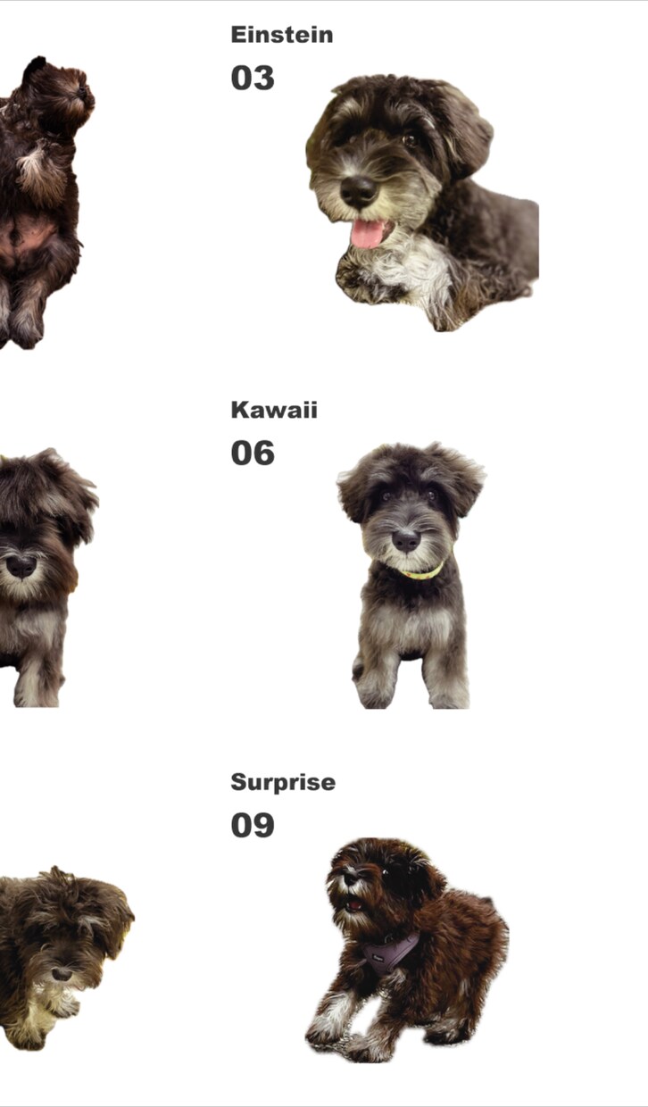 愛犬・猫のオリジナルTシャツをつくります 世界に一つだけのうちの子Tシャツ♪ イメージ5