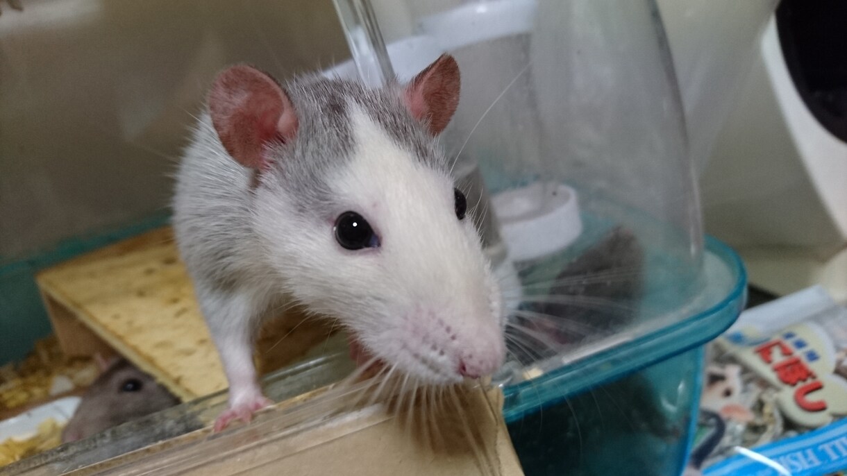 動物の飼育方法やその他困ってることなどお答えします 動物を飼っている方、飼いたいけど迷ってる方向け イメージ1