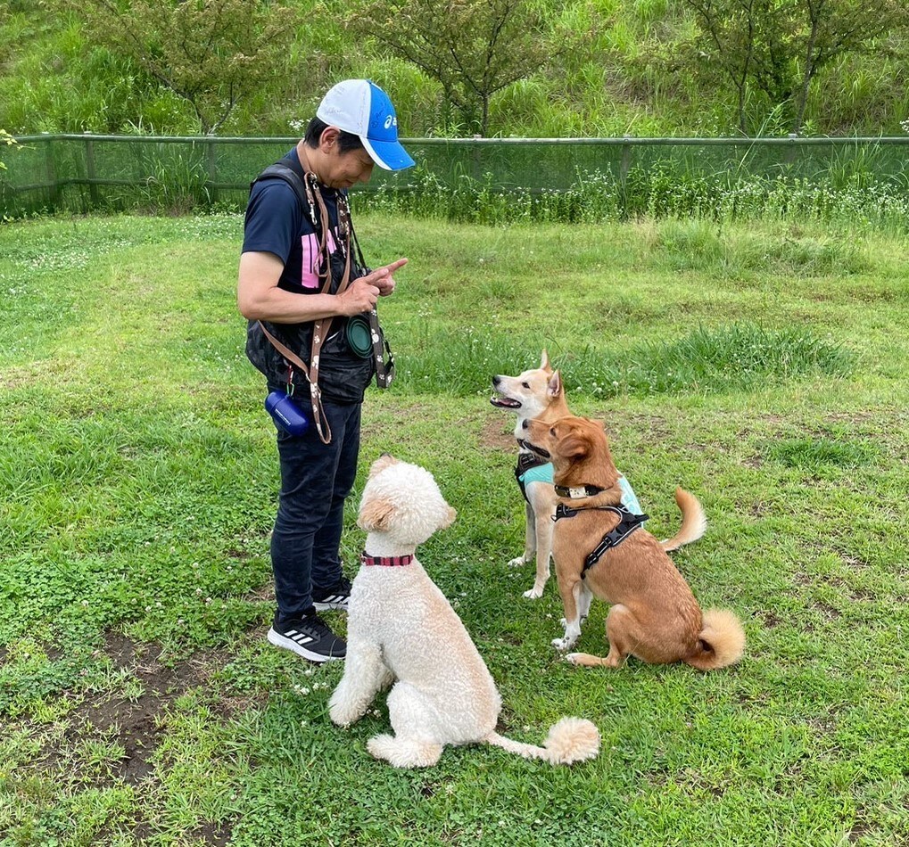 ワンちゃんの飼いはじめをサポートします （トイレ、甘噛み、破壊など望ましくない行動の改善） イメージ2