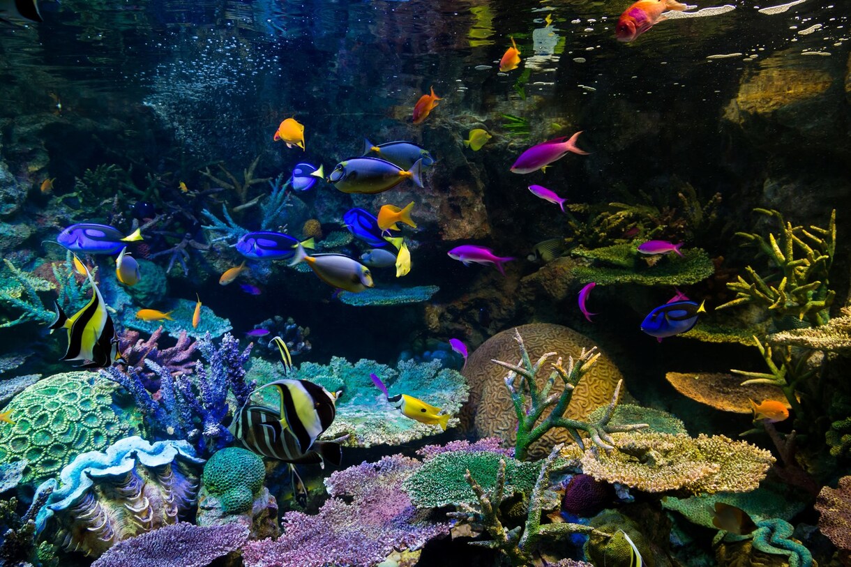 水族館の入館料がオトクになります 元飼育員が教える！日本国内オススメ水族館！入館料がオトクに！ イメージ1
