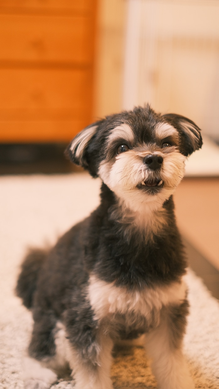 あなたのペットかわいく撮ります 犬、猫、鳥、ハムスター、爬虫類！全てのペット撮影します！ イメージ3