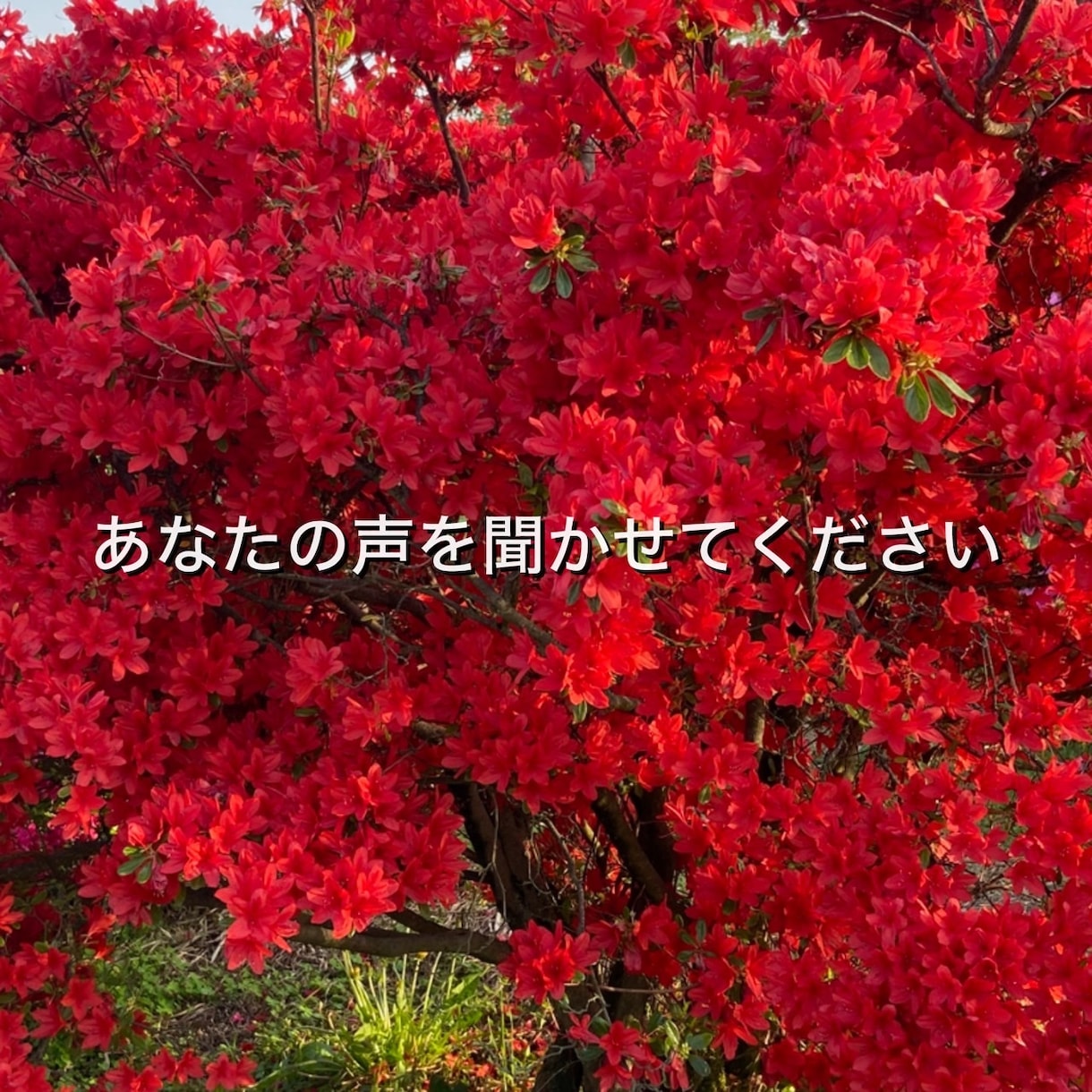 あなたのお話を、じっくり丁寧にお聞きします 愚痴、心配ごとなど、優しくあなたに寄り添ってお聞きします イメージ1