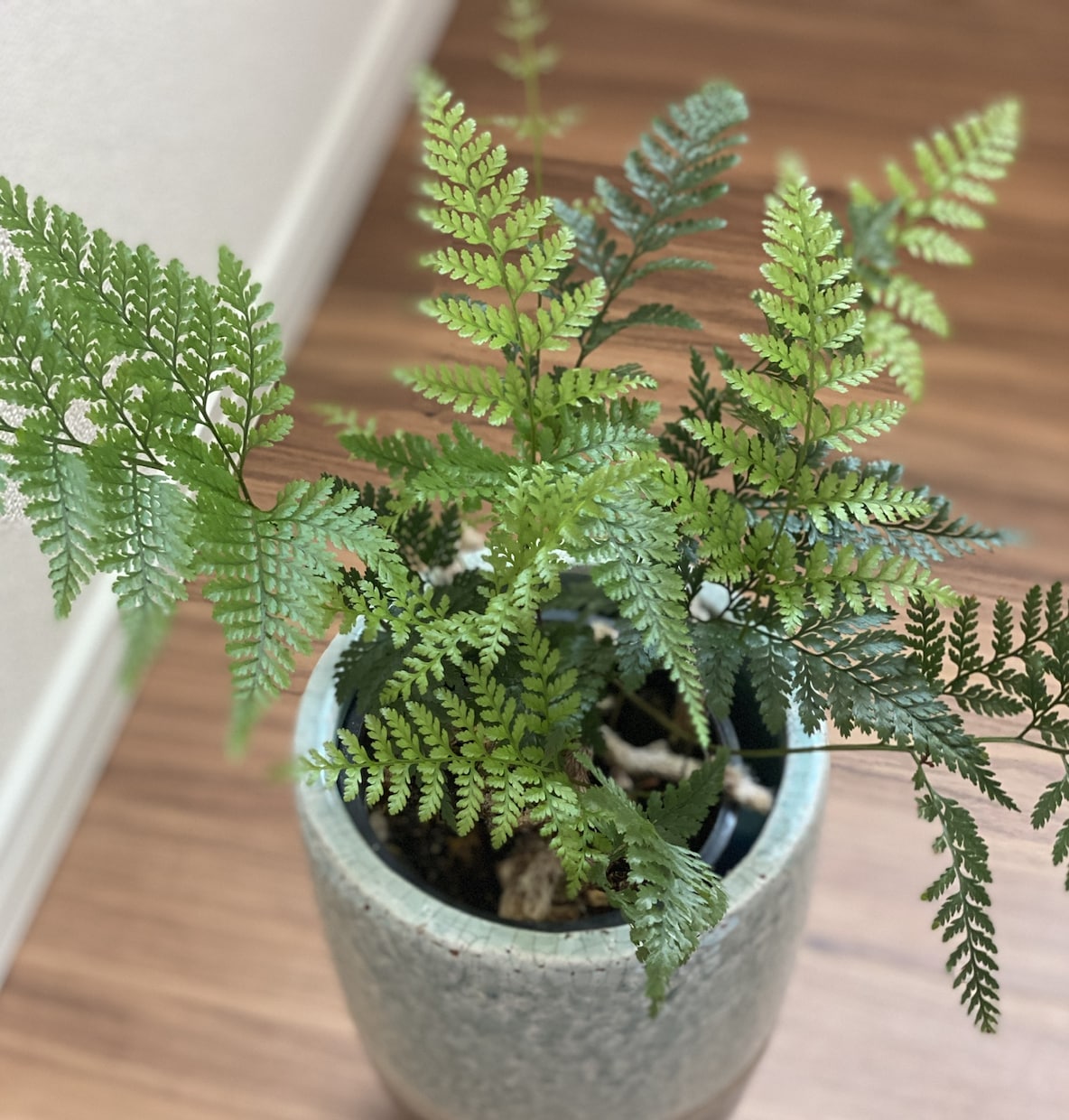 モテる部屋に変える観葉植物プランをご提案します 「“いい感じの部屋”は、植物がつくる。」 イメージ2