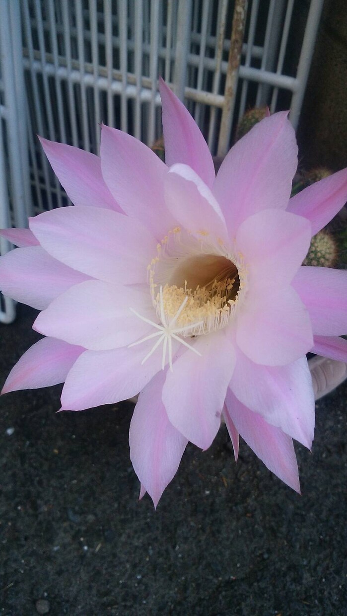 心の悩みやギャンブル依存、悩み事や愚痴を聞きます 30年心の病と向き合ってきた経験を活かしたい イメージ1