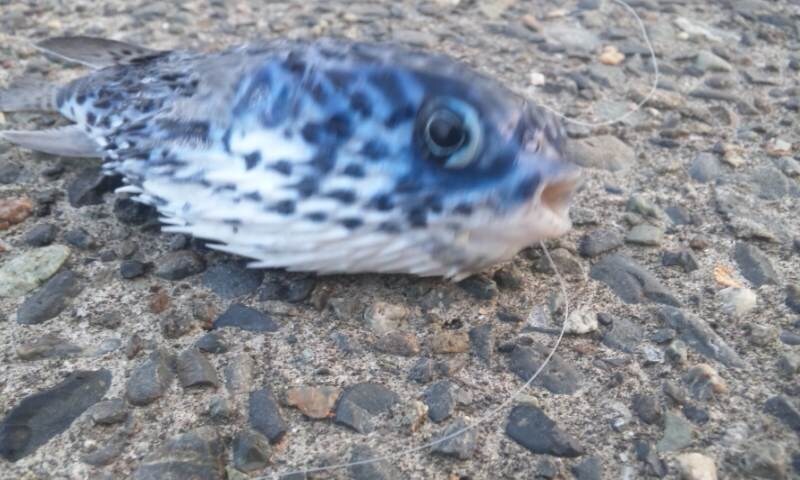 ルアー釣り始めたい方、お手伝いします ルアー釣りを始めたい！そんなあなたのお手伝いをさせて下さい！ イメージ1