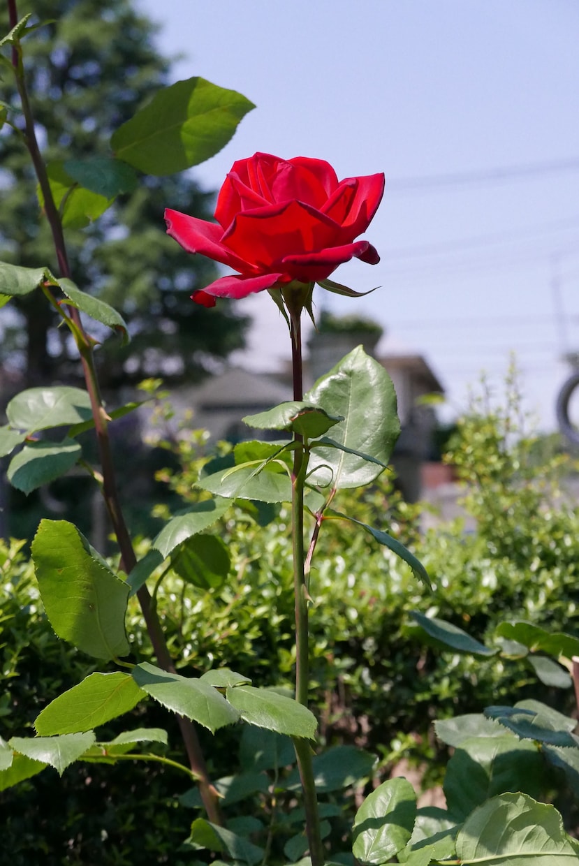 バラの写真を提供します 花の写真が必要な方必見！インテリアにオススメ！！ イメージ2