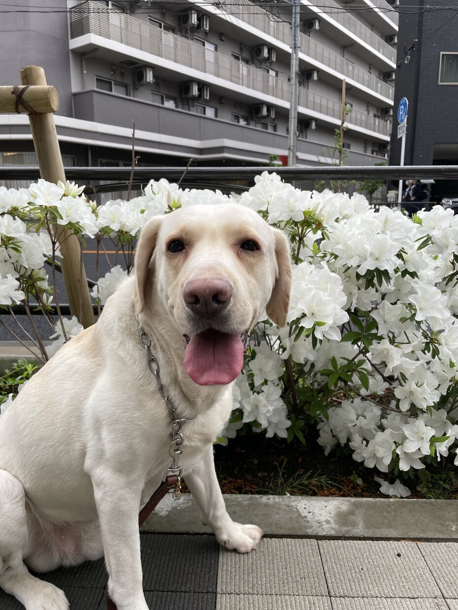 お話し伺わせて下さい。そのモヤモヤスッキリします 恋愛、ペット、仕事の事、たくさん経験を積んできました。 イメージ2