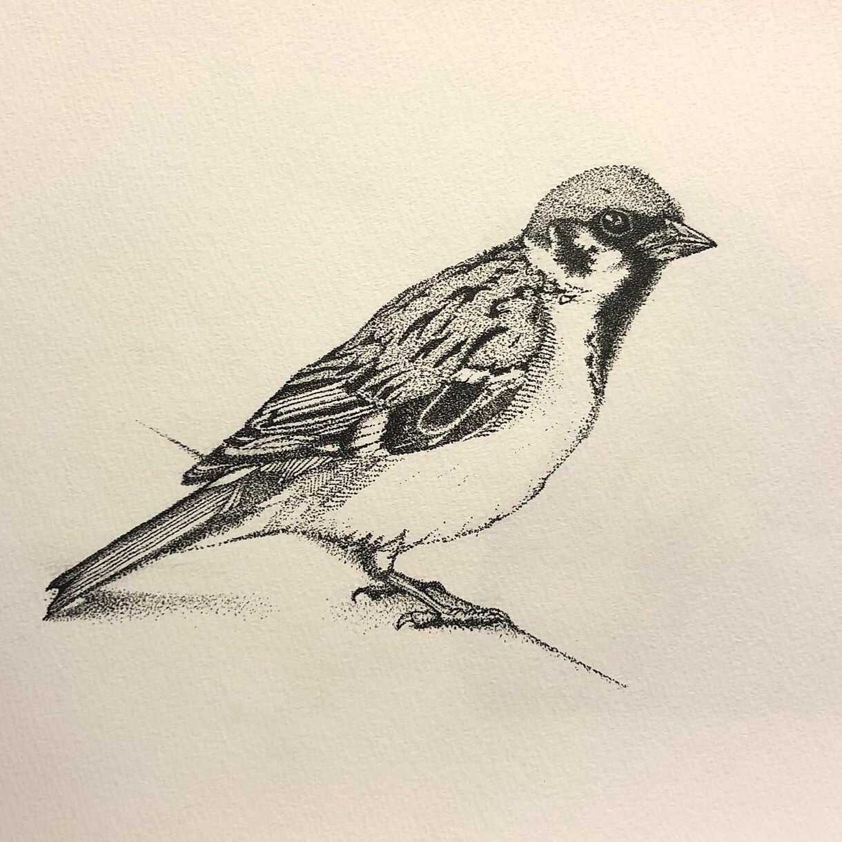大切なペットの似顔絵を作成します 絵は独学、幼き頃に教科書への落書きからスタート。 イメージ4