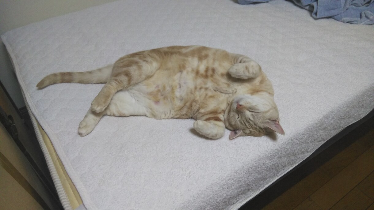 猫サロン。猫と遊んだり、猫との生活を色々知れます リモートでアメリカンショートヘアとひとときを過ごしませんか イメージ5