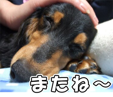 お好みの画像からLINEスタンプを作成します ペット等の画像からスタンプを作成いたします イメージ6