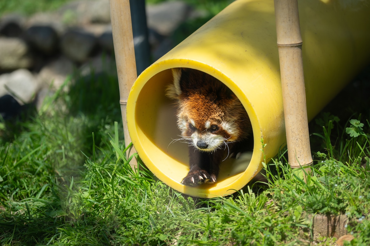 ペットのかわいい写真を撮ります 大切なペットの最高の1枚を残しませんか？ イメージ5