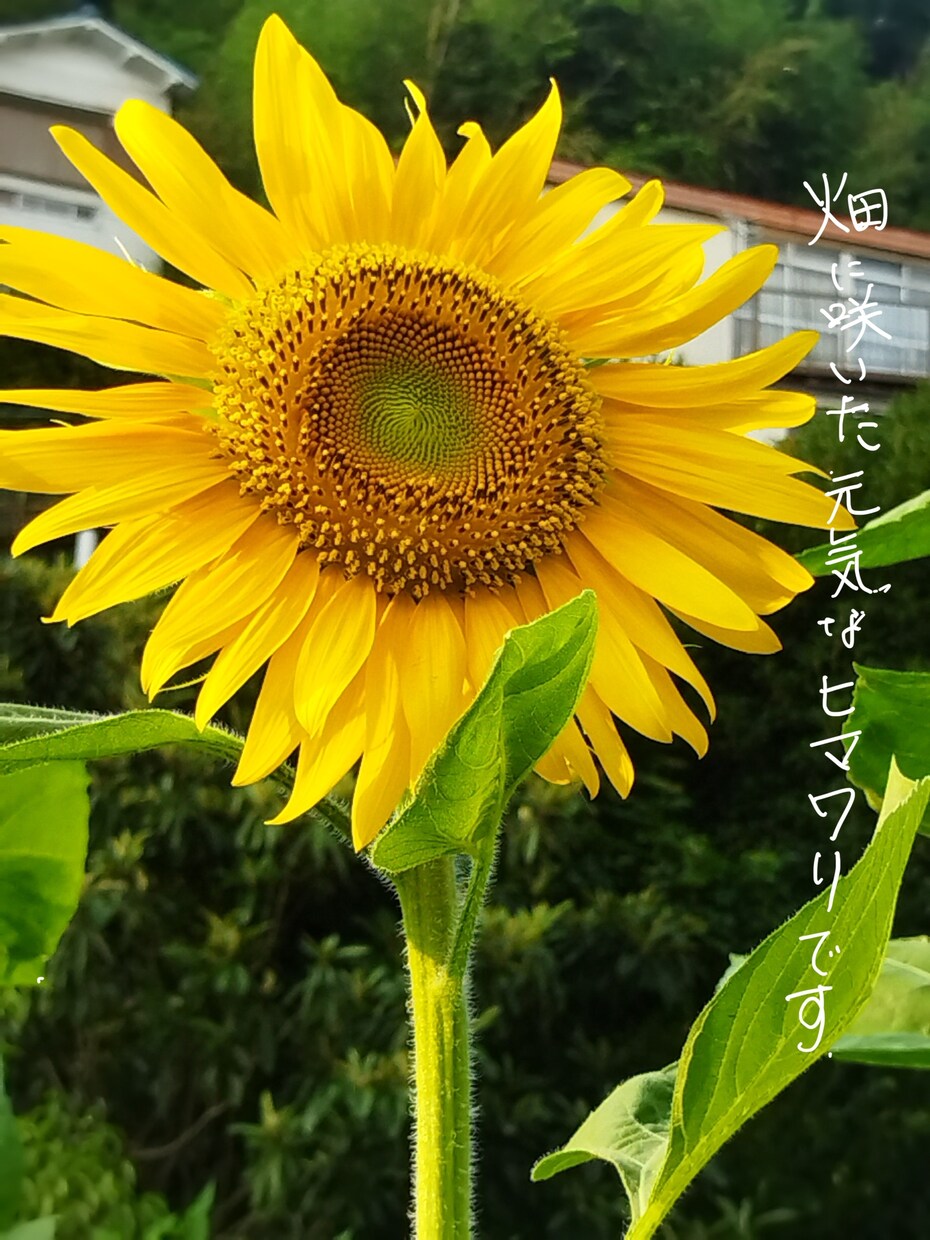 水曜日【２１～２３時】なんでもお話伺います なんか相談に乗ってくれる手ごろな友達のお母ちゃんです イメージ4
