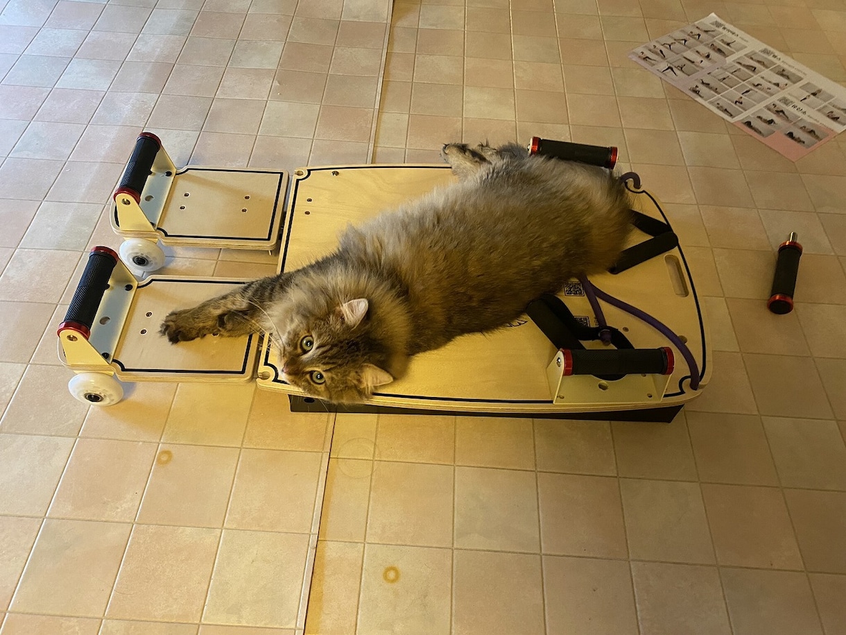 ネコのお話ししませんか？猫トークで盛り上げます 愛ネコYouTuber！猫たちの成長記録や難病克服日記配信 イメージ6