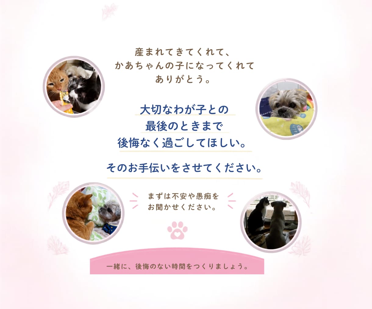 愛犬愛猫を看取った経験者がシニア期の不安聴きます シニア期・介護の不安や本音…一人で抱え込まずお話しください イメージ5