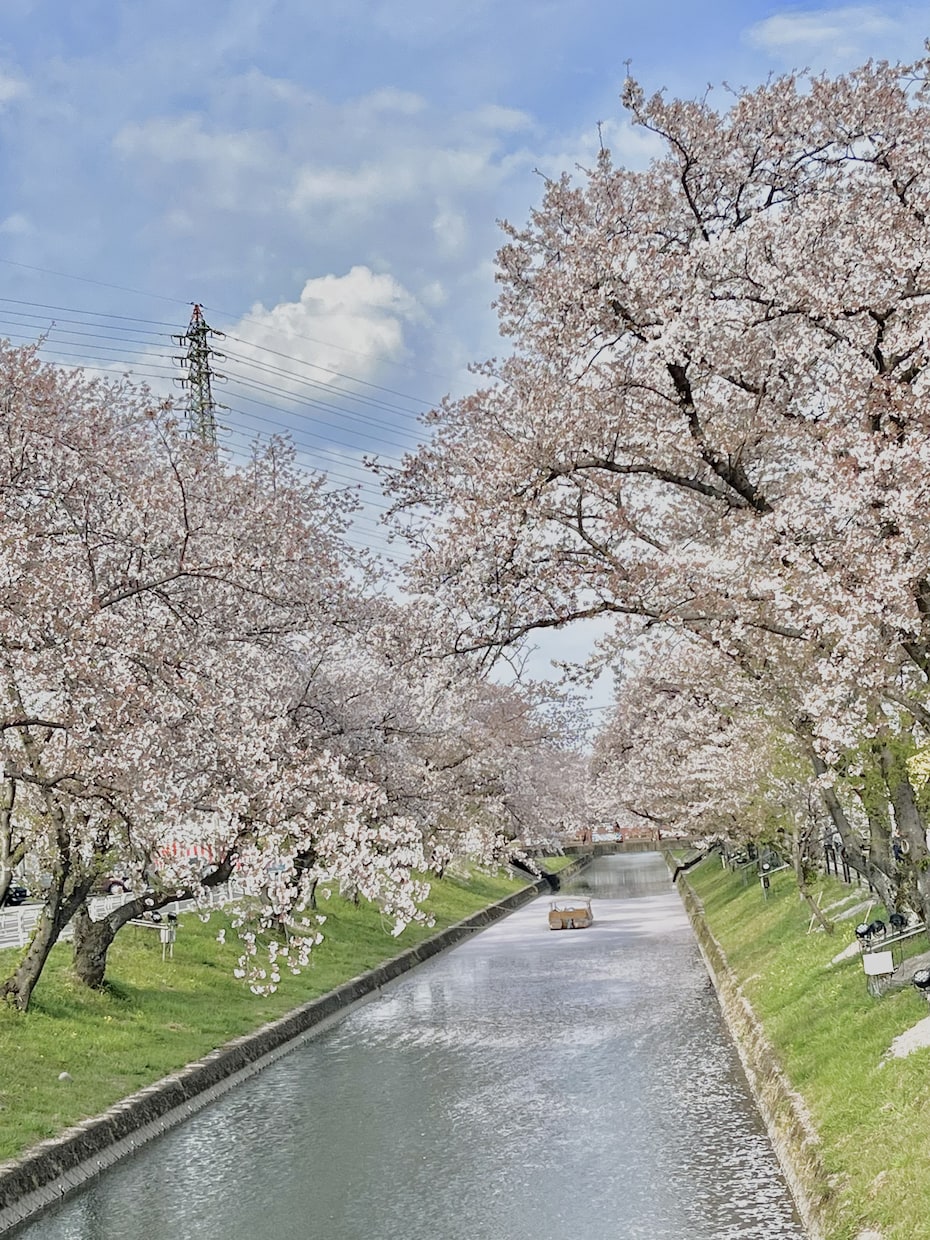 春の写真素材提供します 主に春を感じられる花々の写真を提供します イメージ4