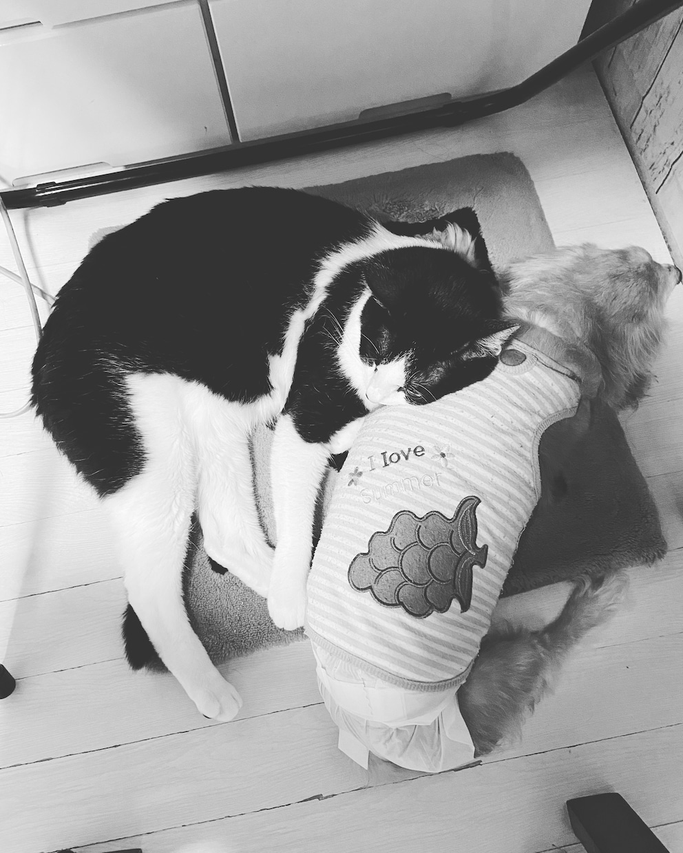 ペット家族さんとお話しします アニマルコミュニケーション体験しませんか？(10名限定) イメージ1