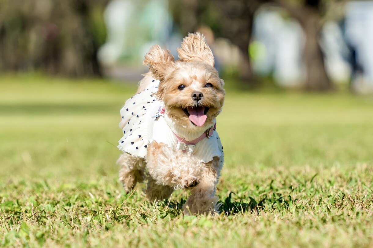 犬、猫、ペットの可愛い表情を撮影します ペットとの大切な日常の思い出を写真に残しませんか？ イメージ1