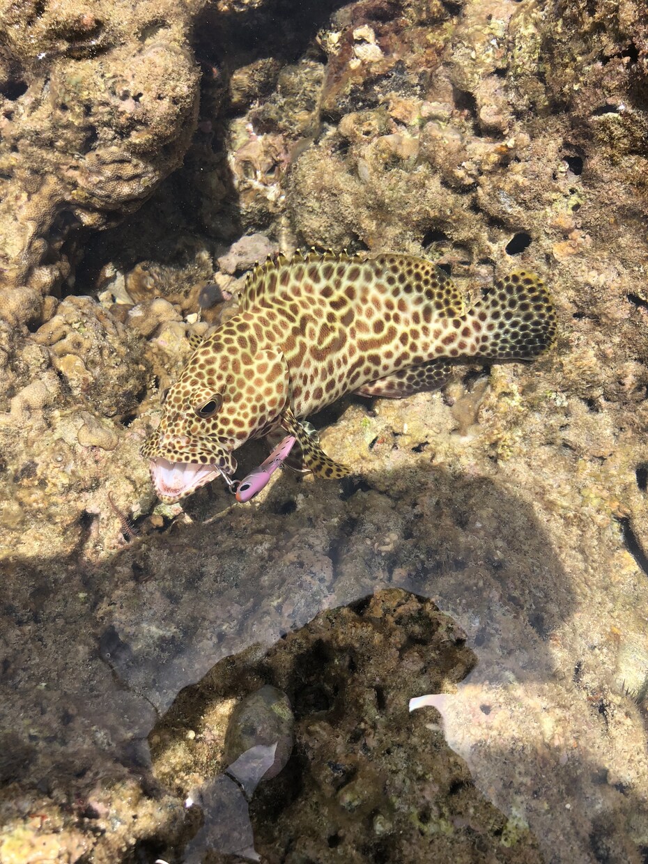 魚が釣れないあなたを絶対釣らせます 釣り初心者、釣りが苦手な方、気になること イメージ1