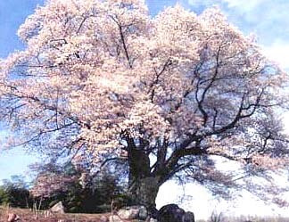 壯帝寺 想而堂  の櫻宝玉を解放いたします 何を犠牲にしてでも叶えたいという場合のみご購入ください。 イメージ1