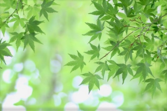 認知症、介護の悩み…介護士兼ナースがお聴きします 高齢者、介護、認知症、介護疲れ、悩み、愚痴など…お聞きします イメージ5