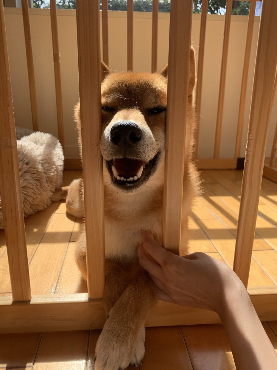 柴犬の写真撮ります 散歩行けば「イケメンだね」と声をかけられる4歳のオスです イメージ4