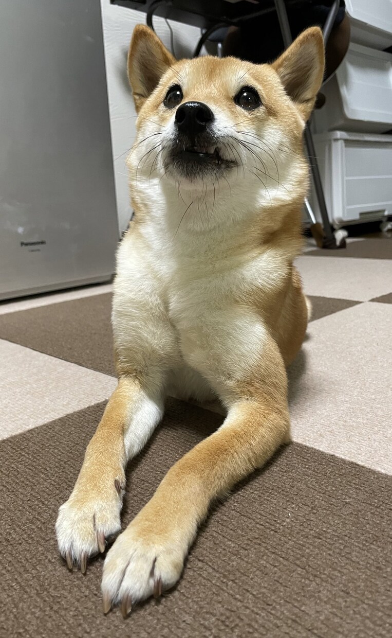 極小豆柴の写真を売ります 2歳の可愛い柴犬をお好みのアングルで撮ります！ イメージ6