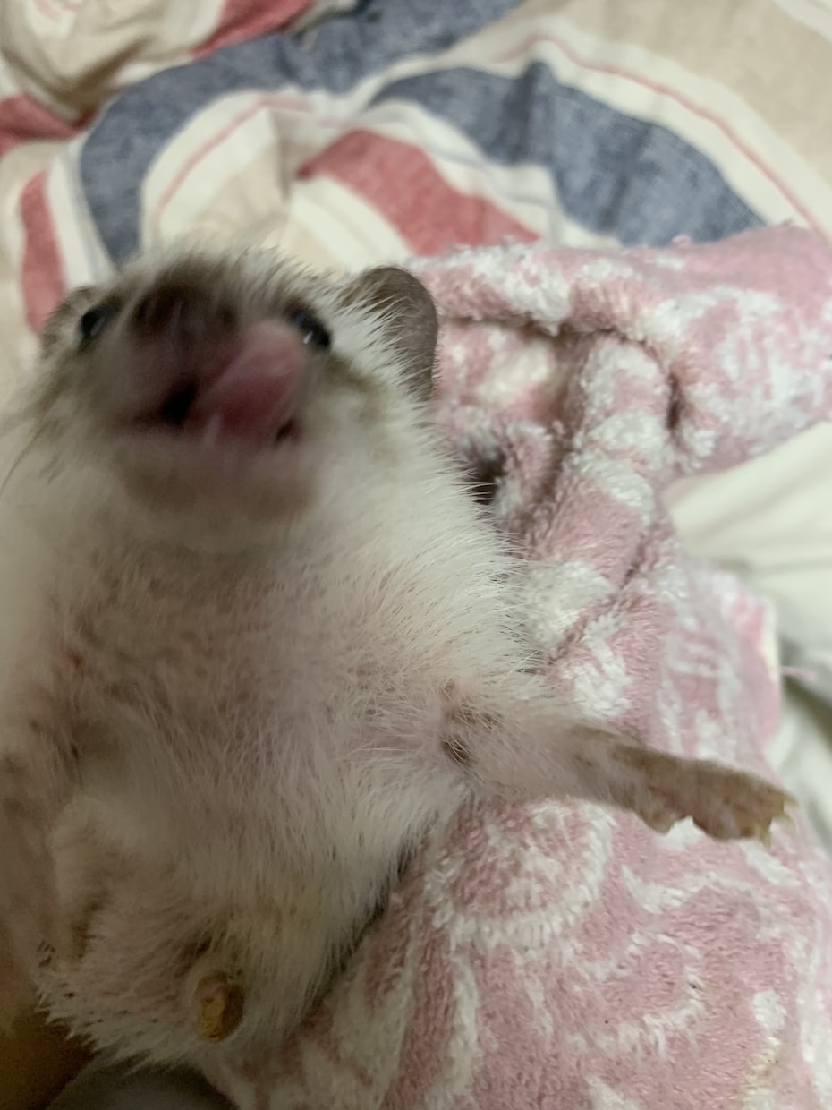 ハリネズミの相談承ります ハリネズミを飼い始めた方、または購入を考えている方用 イメージ3