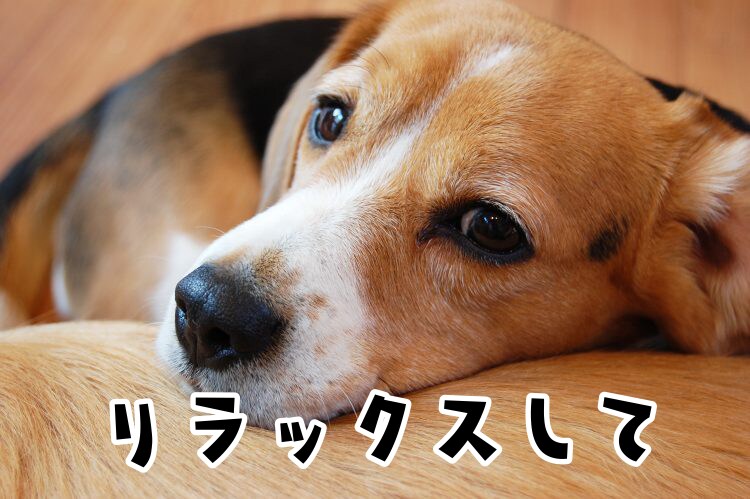 今話したいあなたへ、どんな気持ちも肯定します あなたの話を聞きます。少しだけ、現実から寄り道しませんか？ イメージ5