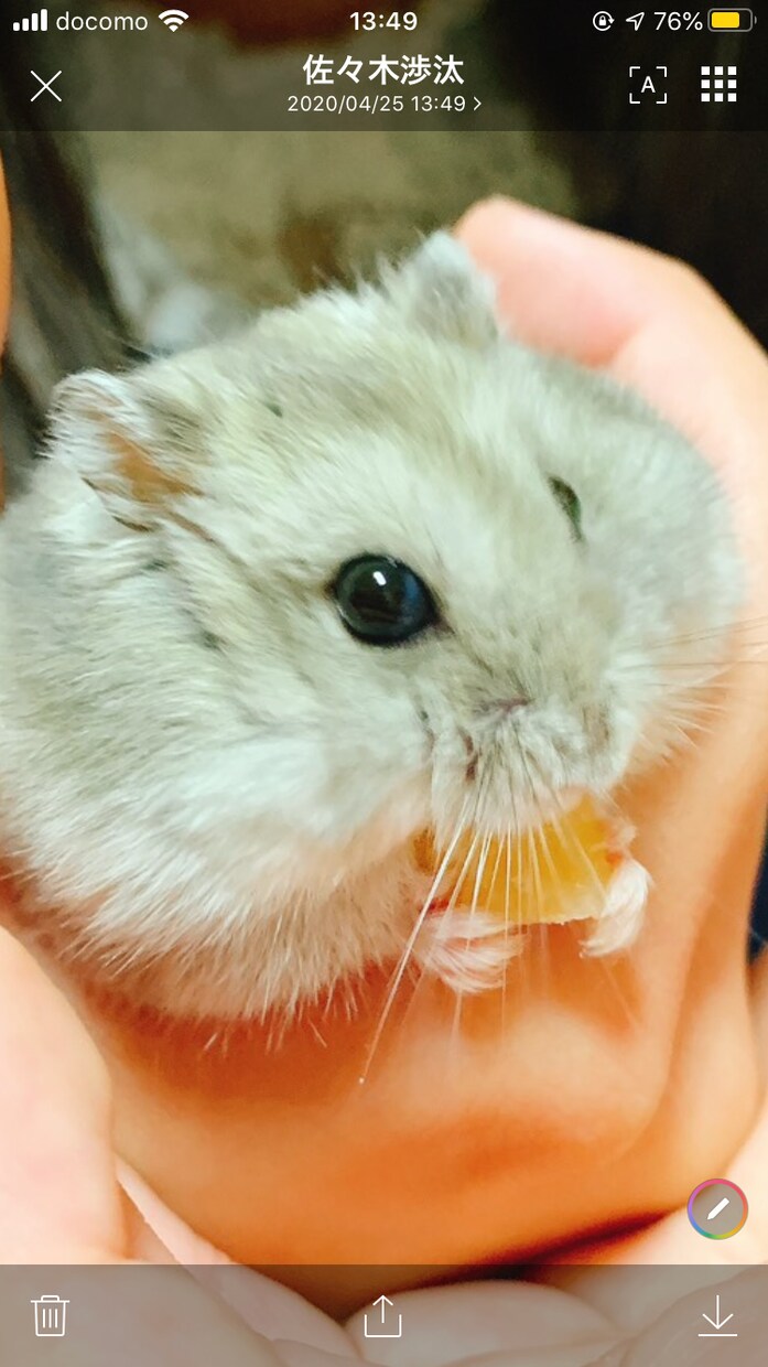 小動物に関する記事を作成します 猫、犬以外の小動物に関する記事を作成、納品致します。 イメージ1