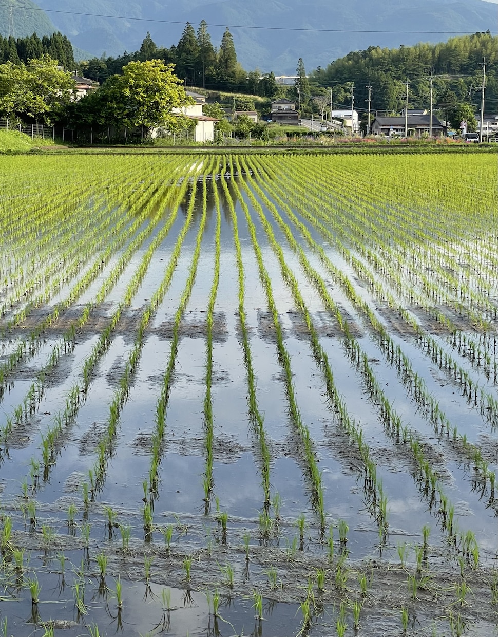 田舎ならではの風景撮影代行いたします 田園、畑、山etc都会では撮影できない景色をお届けします イメージ5