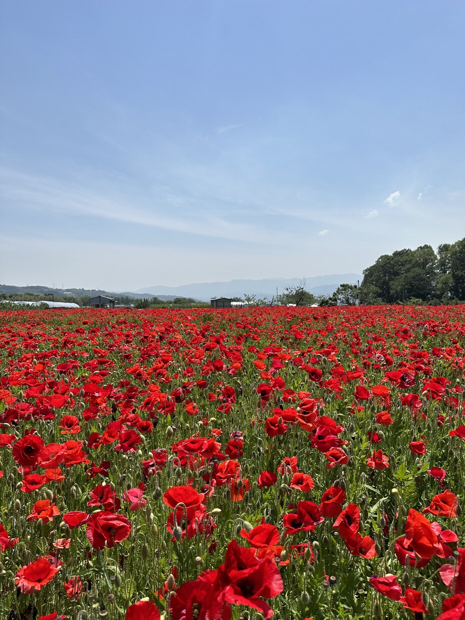 長野県の旅行計画のお手伝いします 長野県出身・在住の旅行好きが長野県観光の穴場を教えます イメージ5