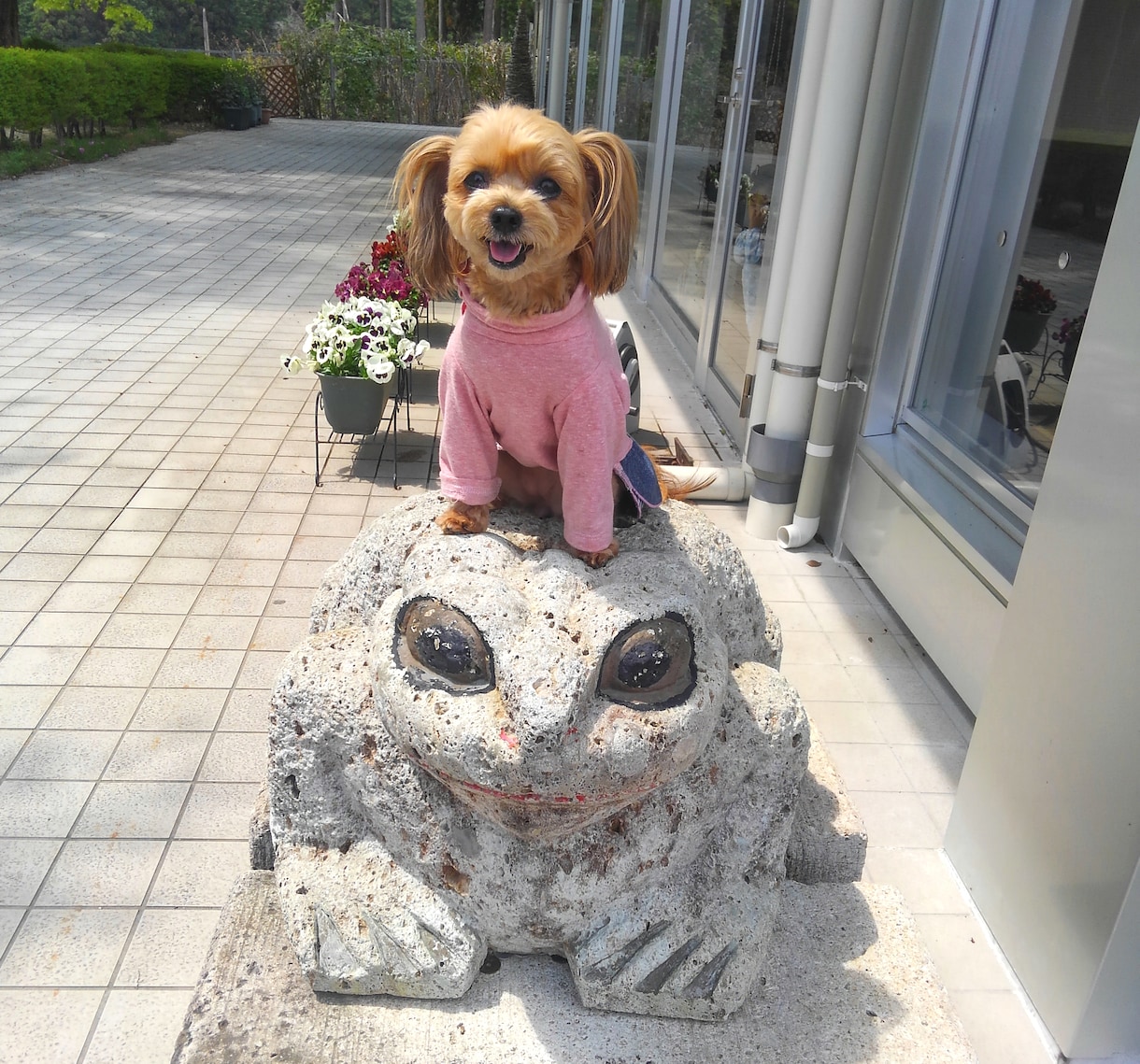 楽しくワンコにしつけと技を教えられます お座りから吠えろまでモデル犬に必要なスキル習得が出来ます イメージ9