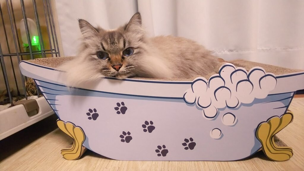 猫をリアルタイムで観察しながら抱き方など学べます 子猫のらる、お姉さん猫ナナ、気まぐれめる、ぽっちゃり猫ふー イメージ1