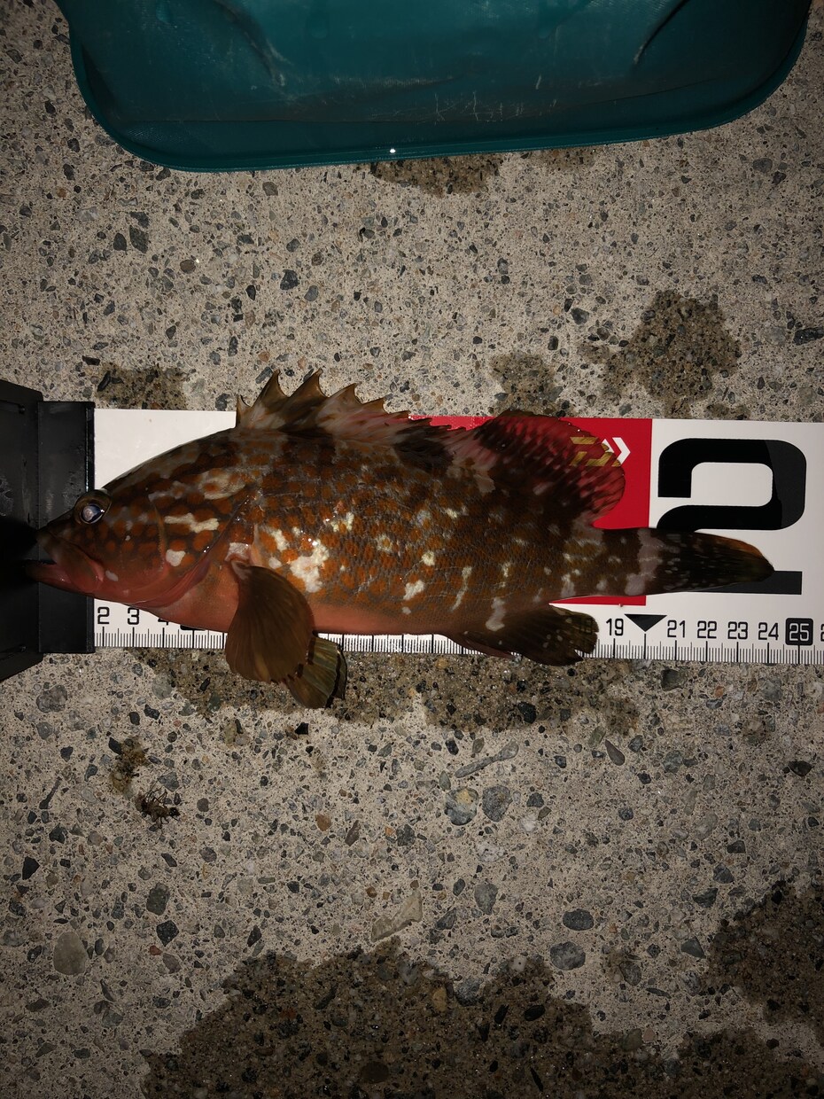 超【初心者限定】海釣りの始め方を教えます 海釣りを通して心も身体もリフレッシュしませんか？ イメージ4