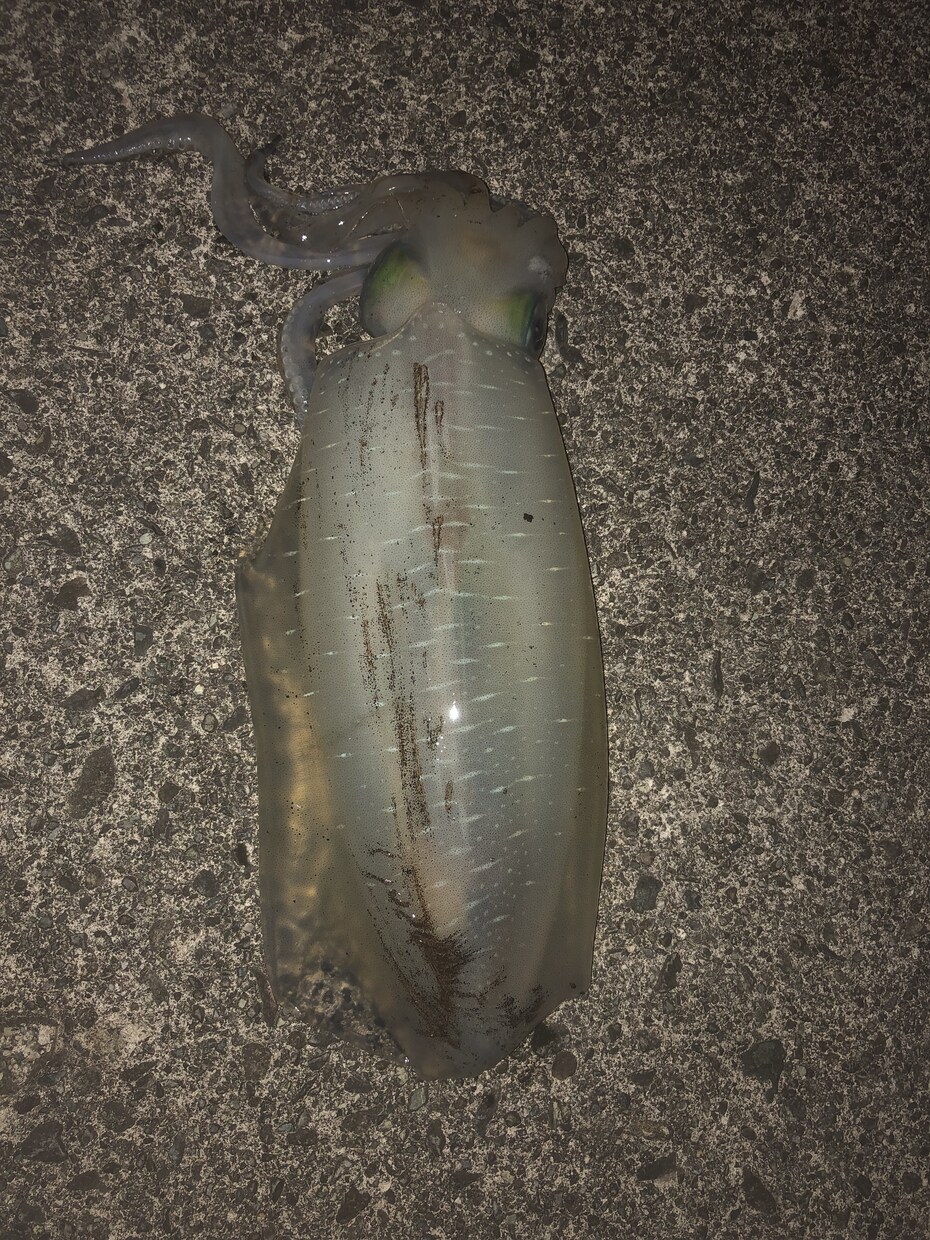 熱海、伊東周辺の釣りをガイドします お一人様からファミリーまで、全て対応させて頂きます イメージ4