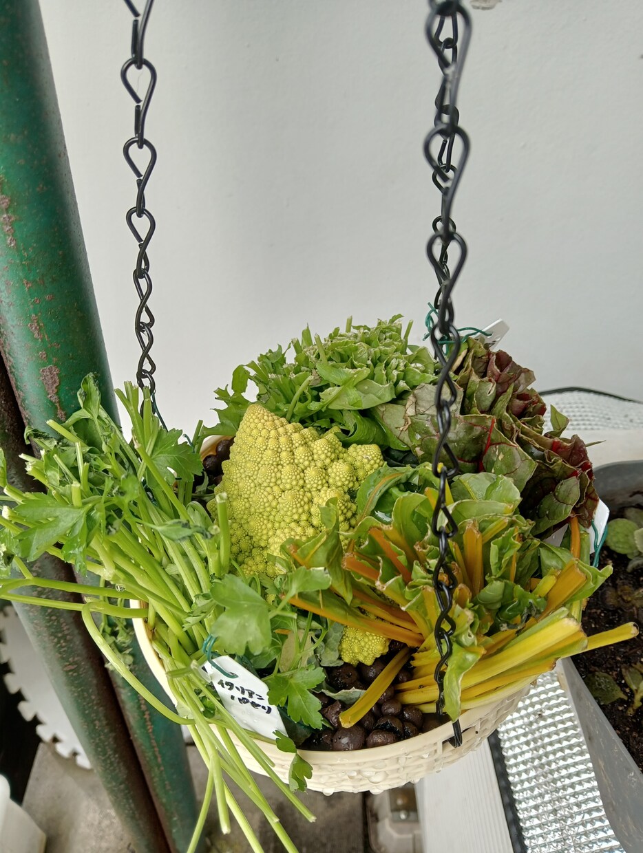 お好きな植物を育て＆弱った植物を再生します 先ずはチャットでご相談ください イメージ4
