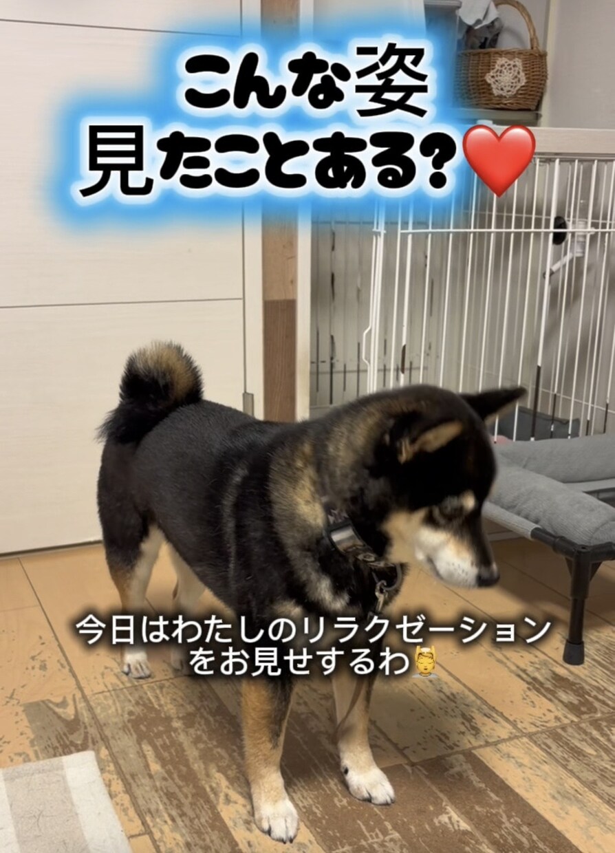ペットのショート動画を編集します 犬や猫の動画をかわいく見やすく編集します イメージ2