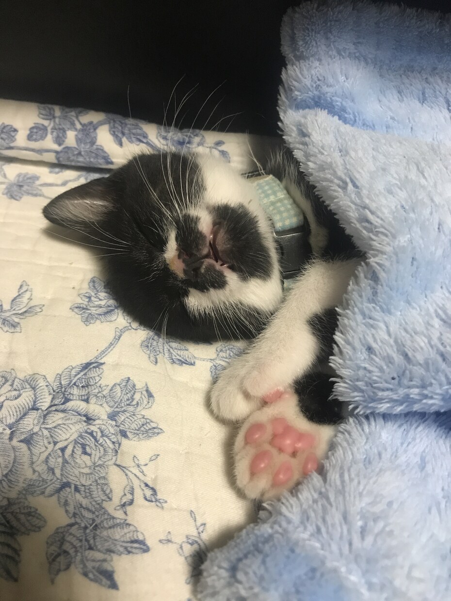わんちゃん、ねこちゃんの相談乗ります 動物看護師がわんちゃん、ねこちゃんのお悩み相談乗ります！ イメージ4