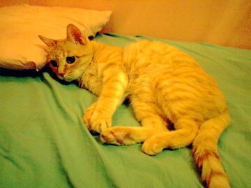 愛玩動物飼養管理士1級大切なペットのお世話をします ペットホテルが苦手な子でもストレス無くお留守番して頂けます イメージ1