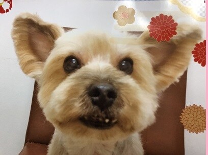 生活面、ペット、恋愛など本当の幸せ相談のります 悩んでる方と悩みぬいた私と。。経験からお伝えできる事。 イメージ1