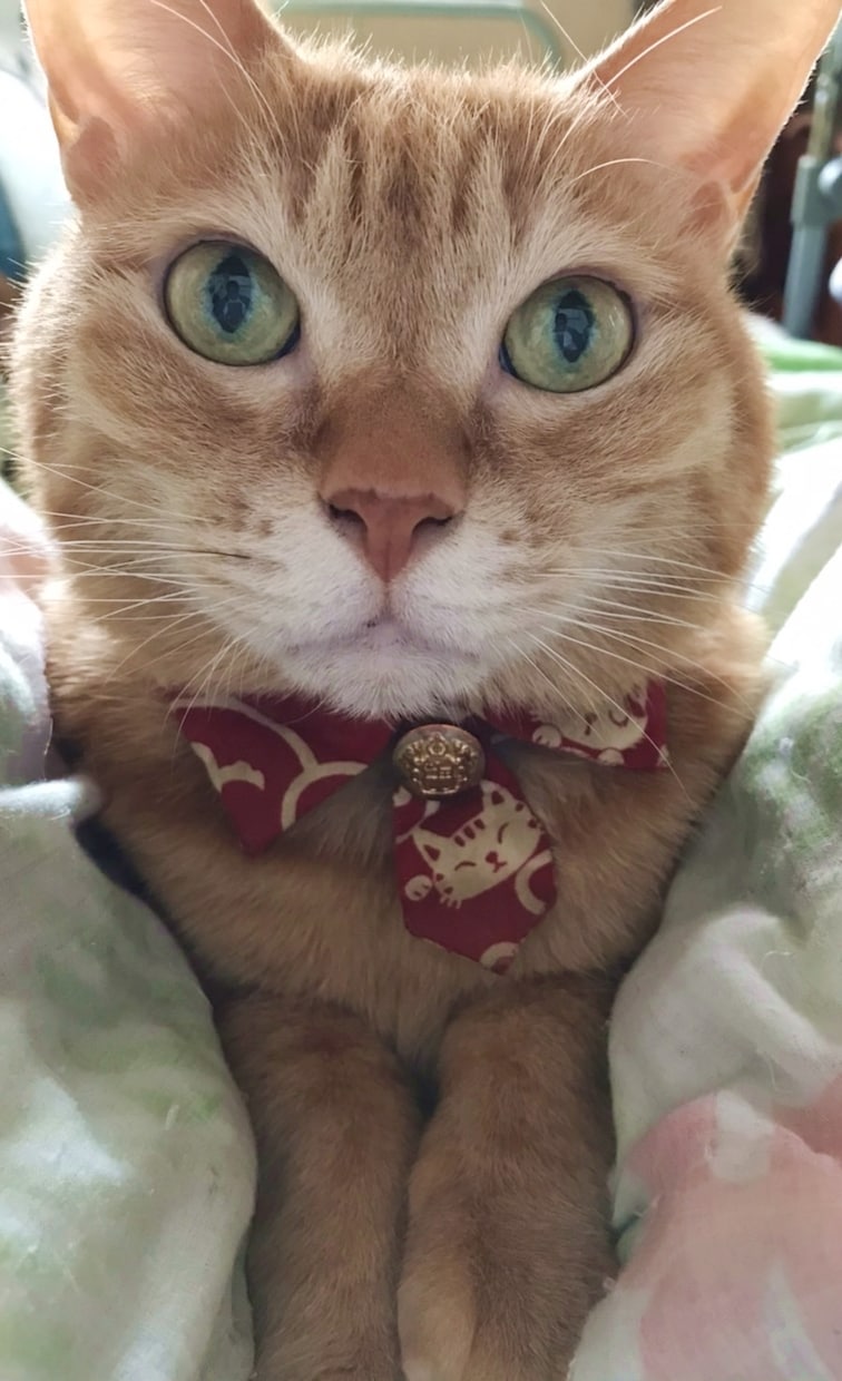 猫様との快適生活を応援サポートします 猫の御家族さん、猫好きさん向けの情報交換や相談相手致します。 イメージ2