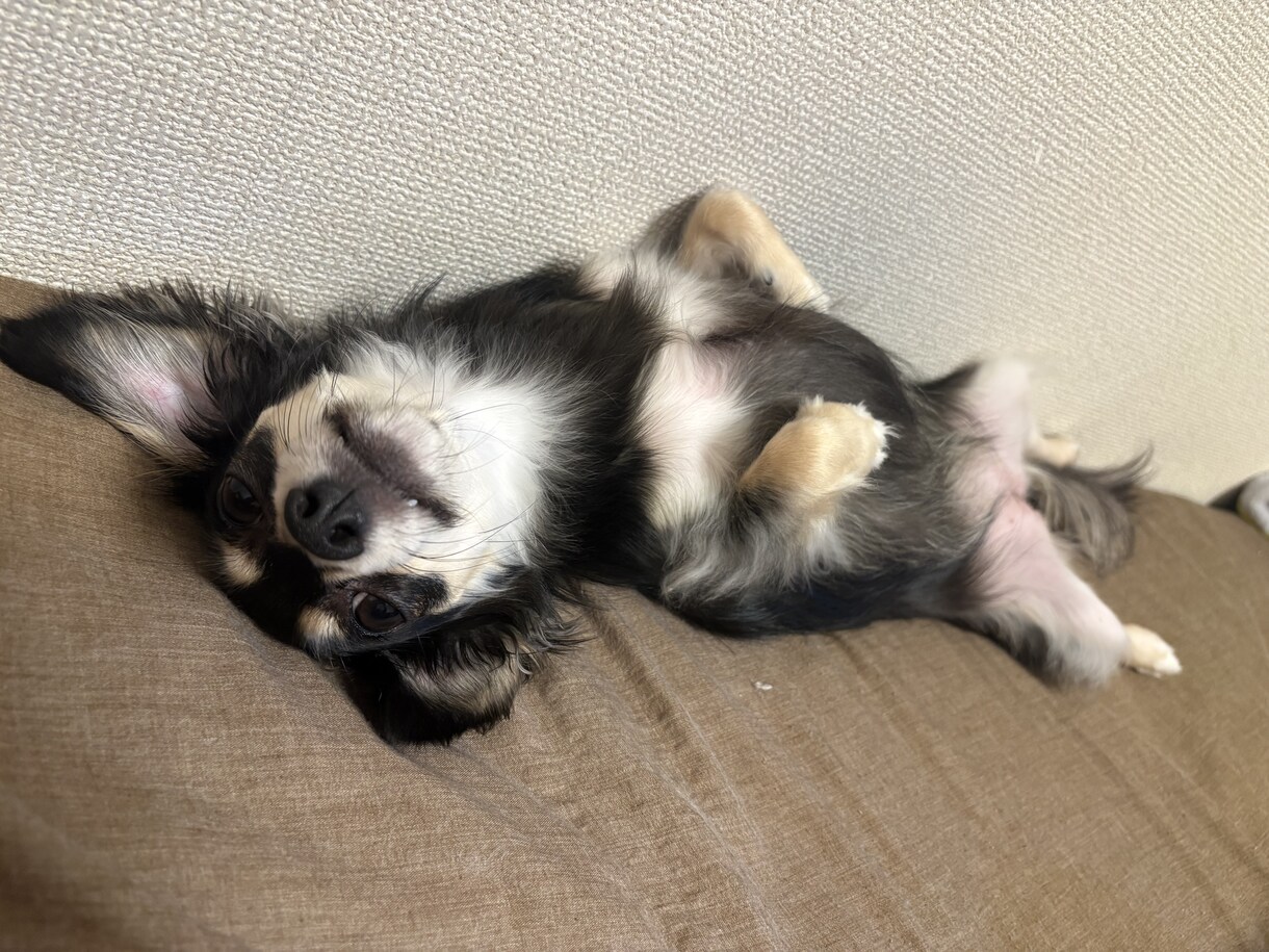 子犬の相談承ります わんちゃん迎えたばかりで不安な方、寄り添います。 イメージ1