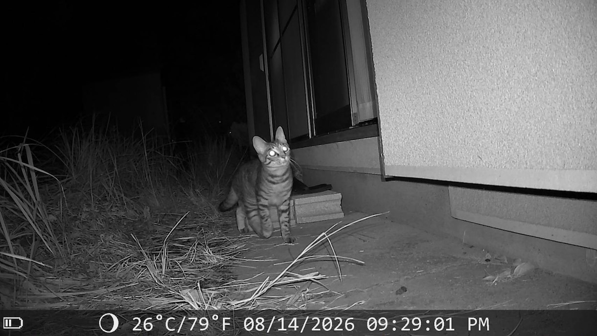 迷子猫の探し方。ペット探偵に頼む前に相談にのります 迷子猫を見つけられた経験あり。初動のアドバイスをします。 イメージ2