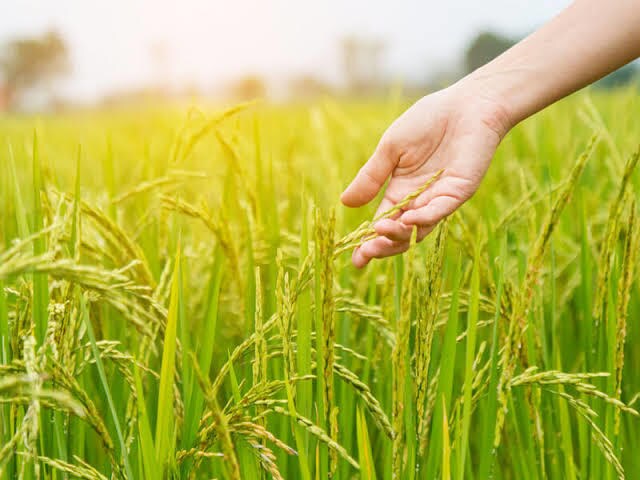 畑につく虫などから農薬を選択します 殺虫 殺菌剤を適用内から選択致します イメージ6