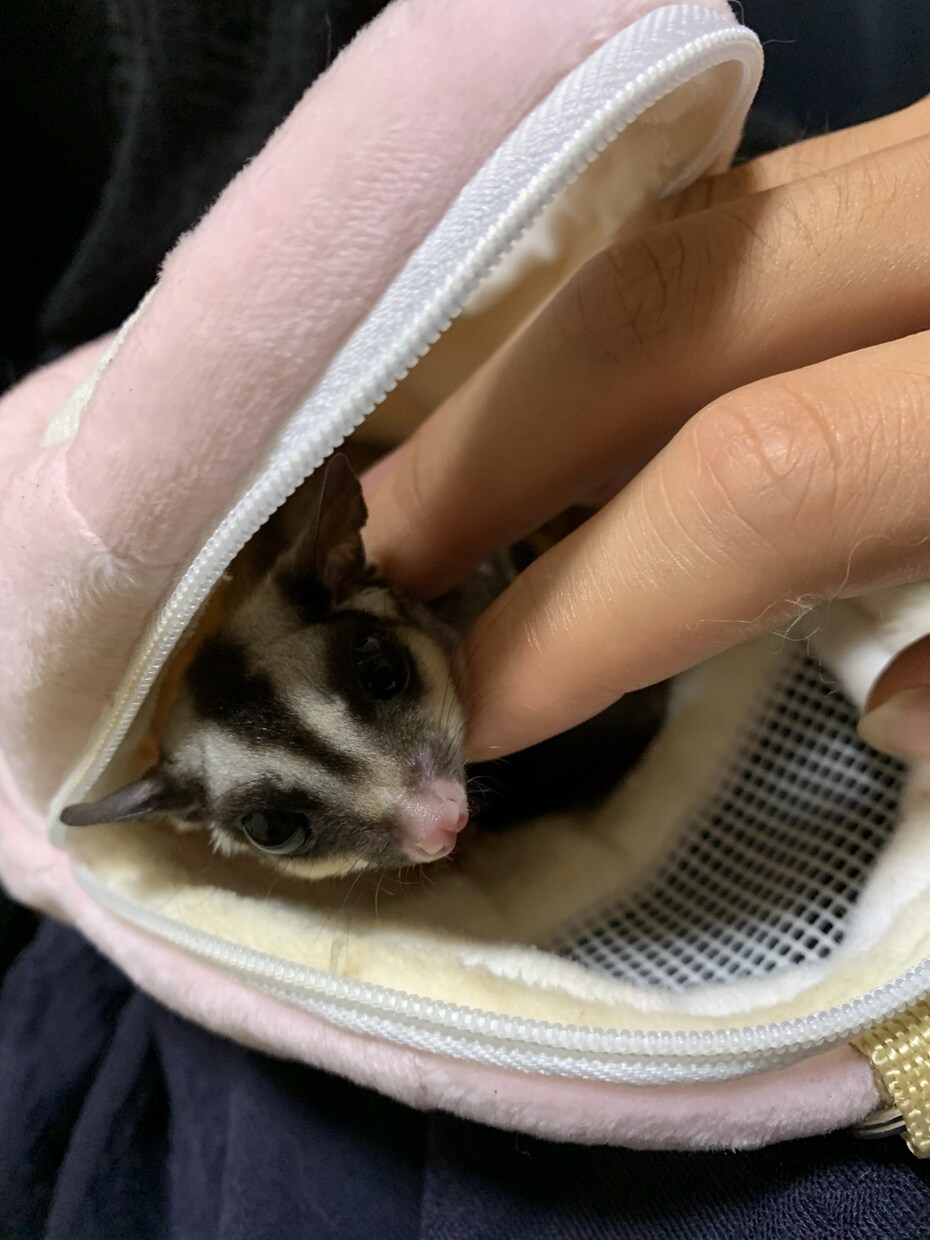ペットの困りごとしつけなど小さなことまで相談します 動物専門学生、資格保有者が真剣に誰でも出来る方法を教えます イメージ3