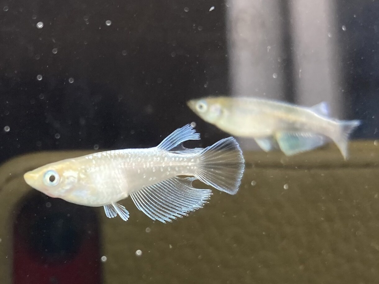 あなたのメダカに対する疑問にお答えします メダカの研究をしている大学院生が真摯にお答えします！！ イメージ3
