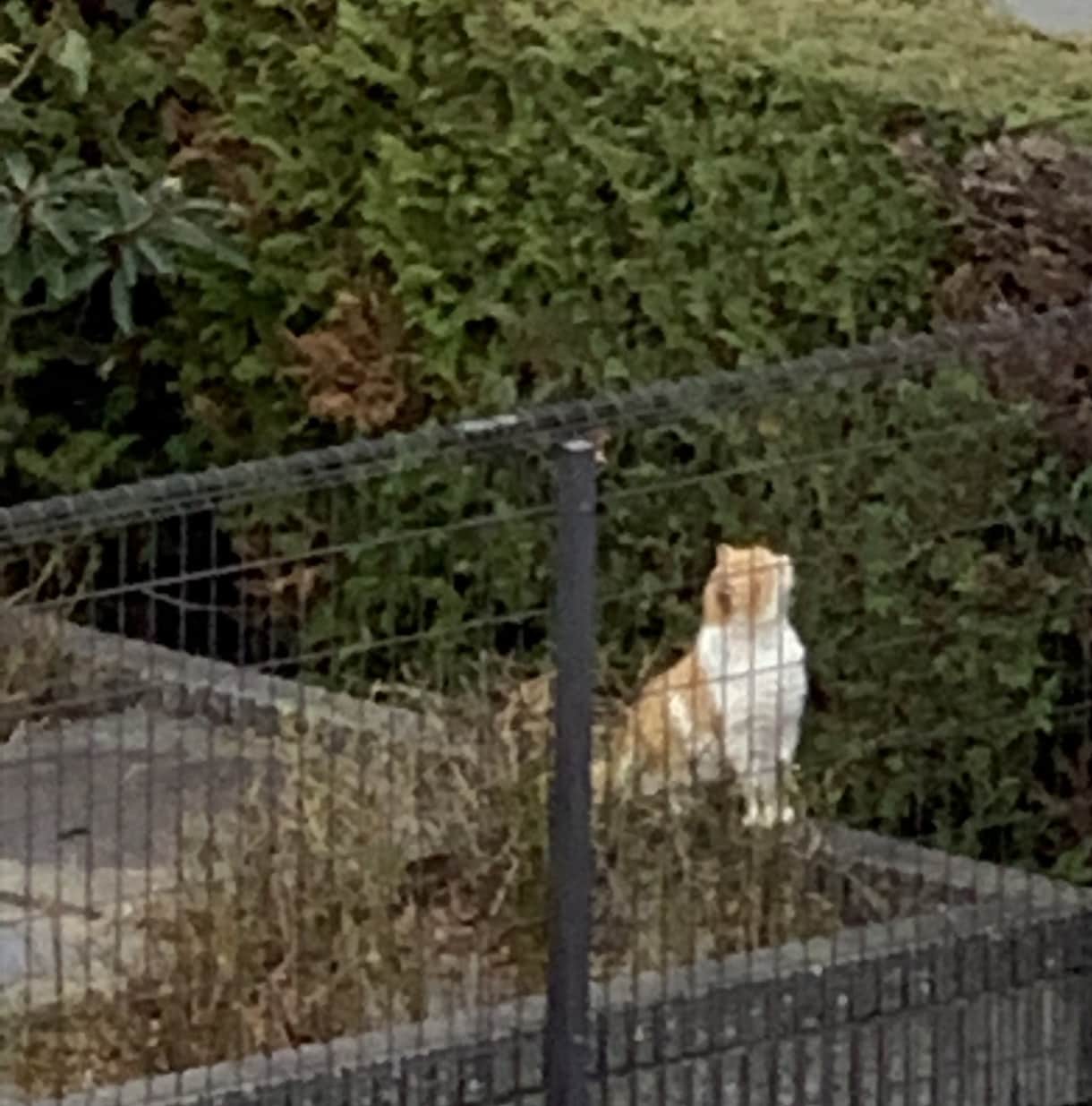 ペットからのメッセージをお伝えします （亡くなった）ペットの飼い主へメッセージをお伝えします。 イメージ2