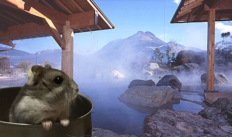 『お気に入りの写真、あともうちょっとでベストフォトなんだけどなぁ～！』とっても安く画像編集しますよ！ イメージ3