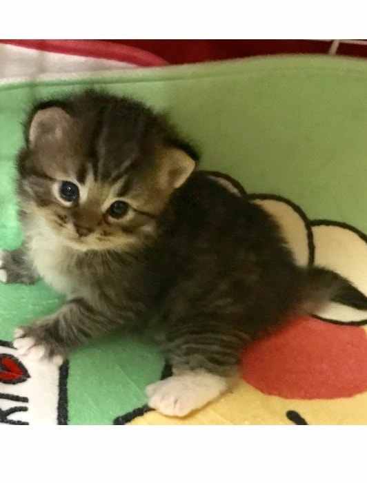 資格あります(゜-^*)/癒しの提供致します 暇潰しもOK！愚痴やお悩み聞きますଘ(੭*◕ฺω◕ฺ)੭*ੈ イメージ2